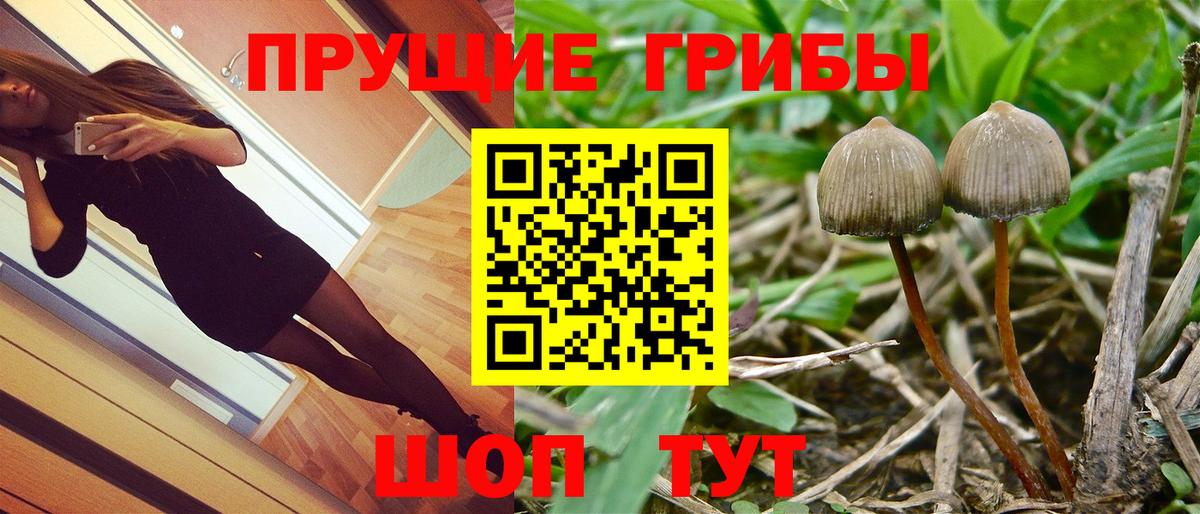 Нягань  Псилоцибиновые грибы Cubensis  Вход с VPN  Галлюциногенные грибы прущие грибы 